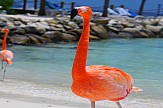 Lead shot used by hunters a deadly threat for flamingos in Halkidiki of Greece